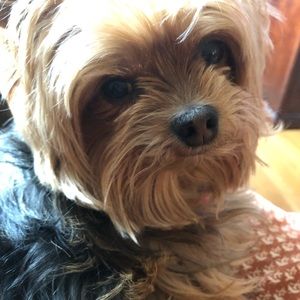 Meet your Posher, Amy